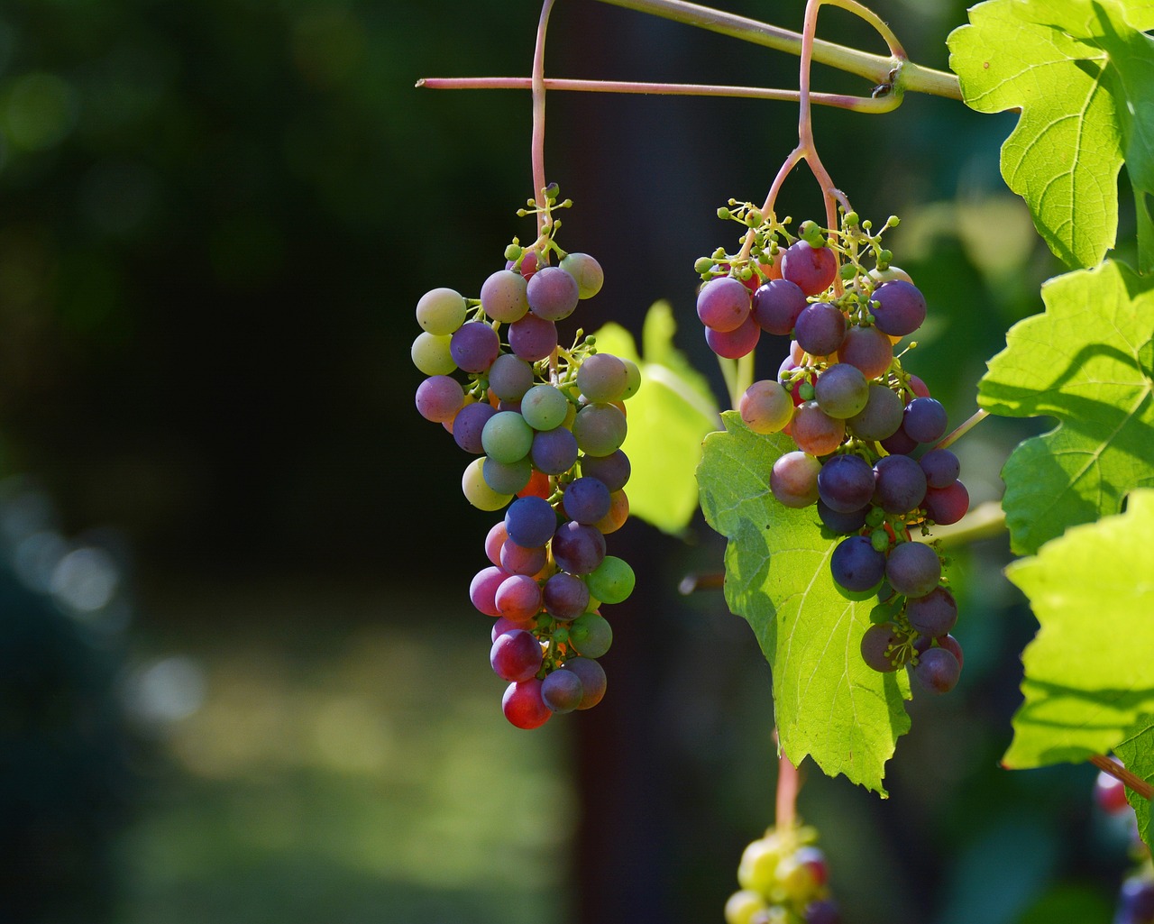 Enjoy winetoursim in vineyards or in acellar